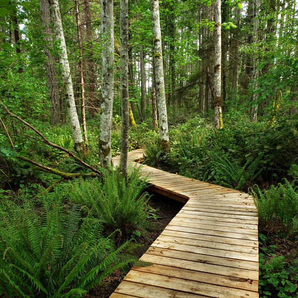 a boardwalk through a lush forest
