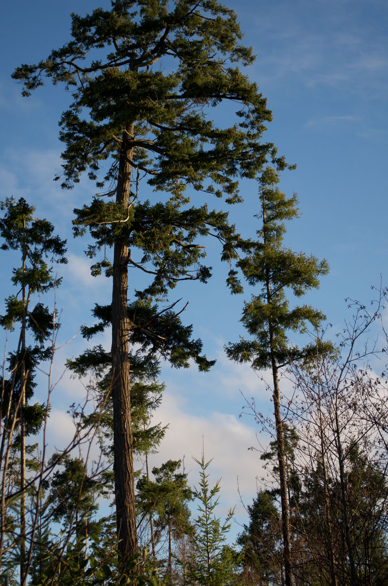 Douglas-fir trees against the sky