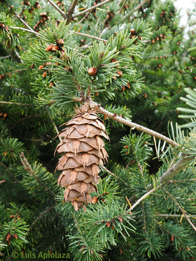 Closeup of Douglas-fir cone