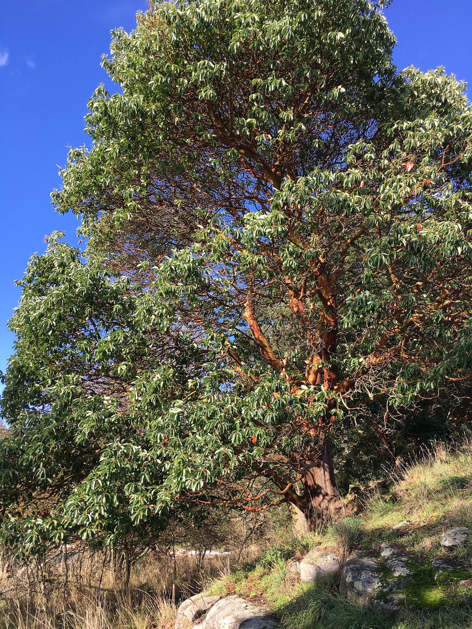 Large arbutus tree at Drumbeg Provincial Park