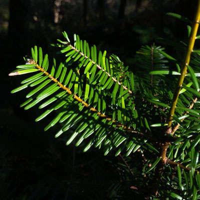 Closeup of Douglas-fir needles