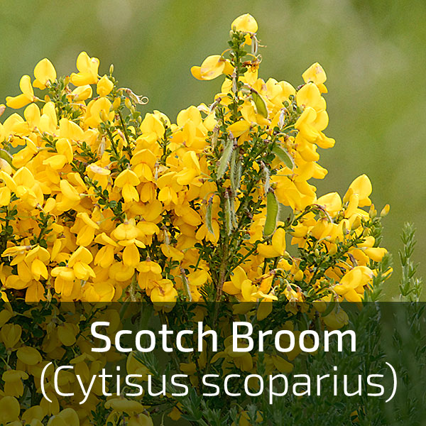 Image/label for invasive species: scotch broom