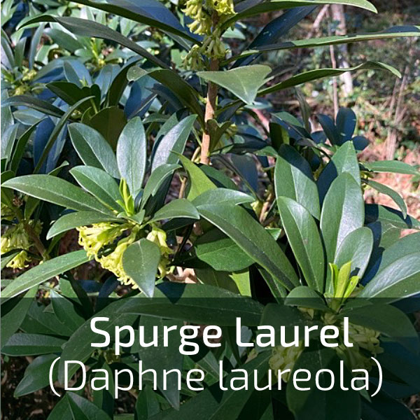 Image/label for invasive species: daphne laurel