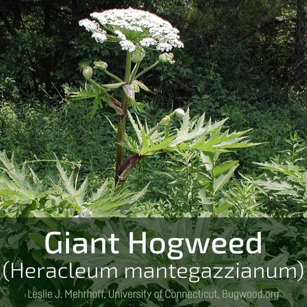 Link box text: giant hogweed