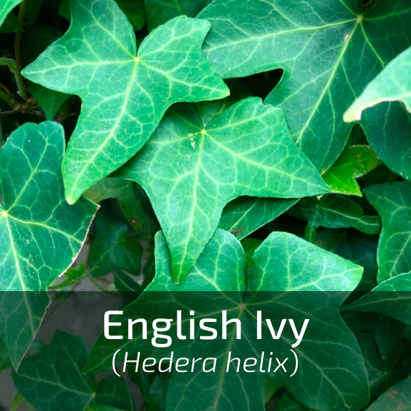 Link box text: English ivy