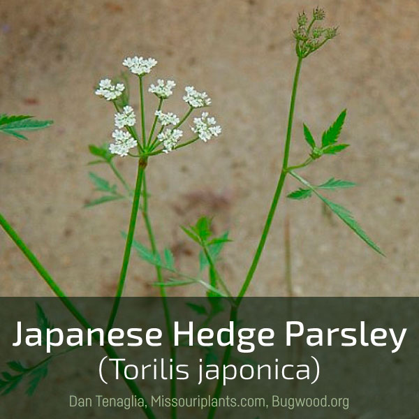 Link box text: Japanese hedge parsley