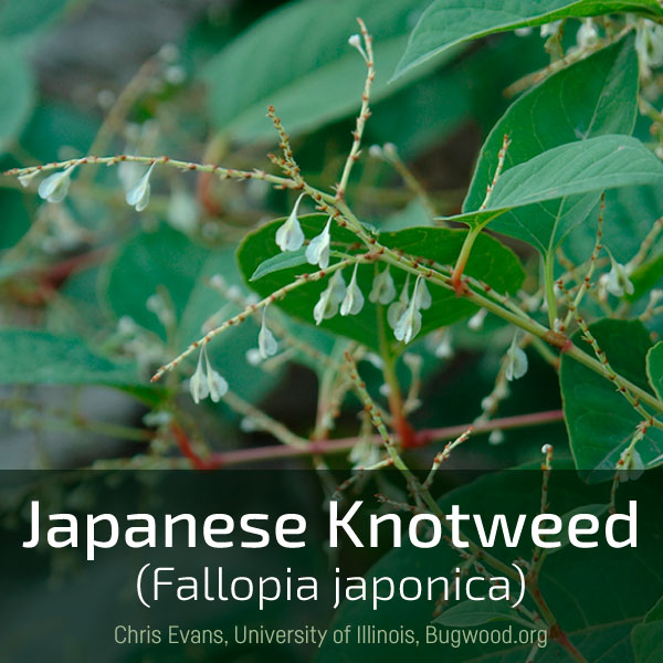 Link box text: japanese knotweed