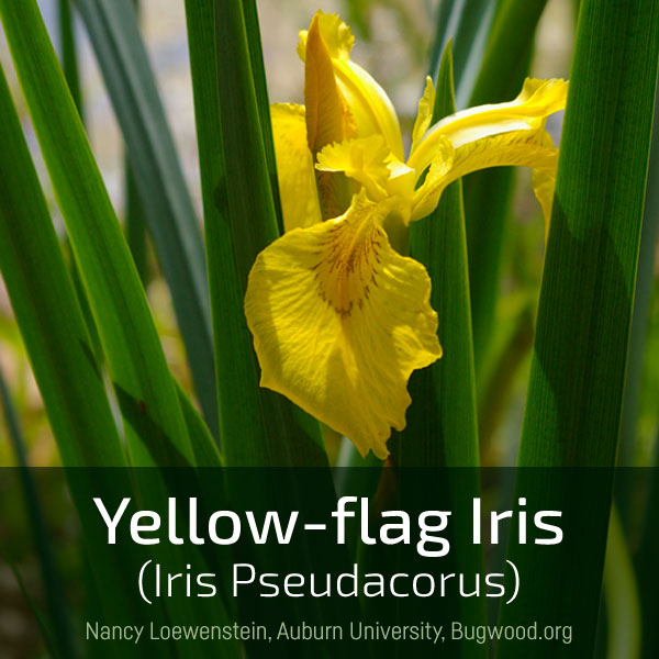 Link box text: yellow-flag iris