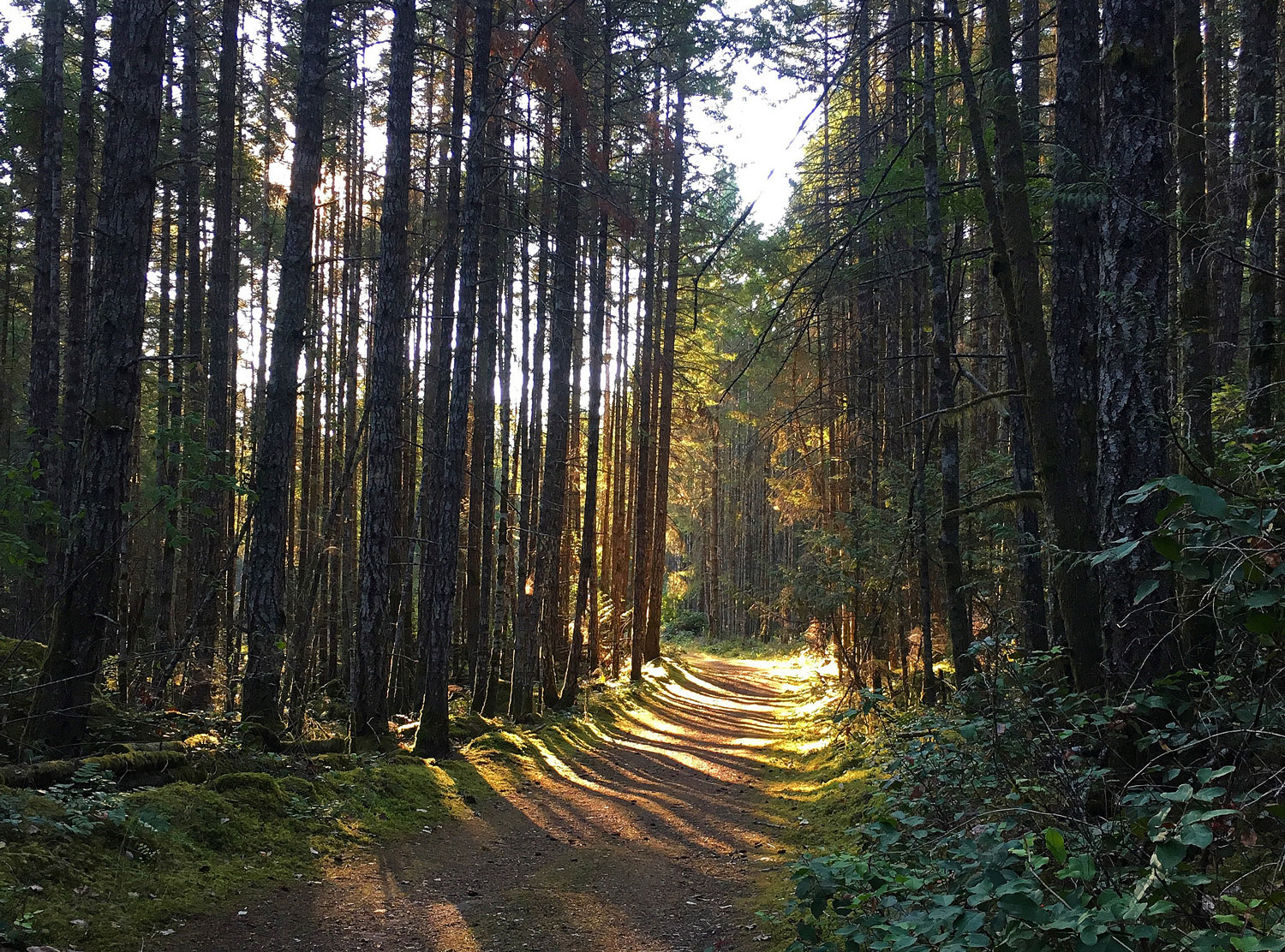 Photo of a sunlit trail through forest