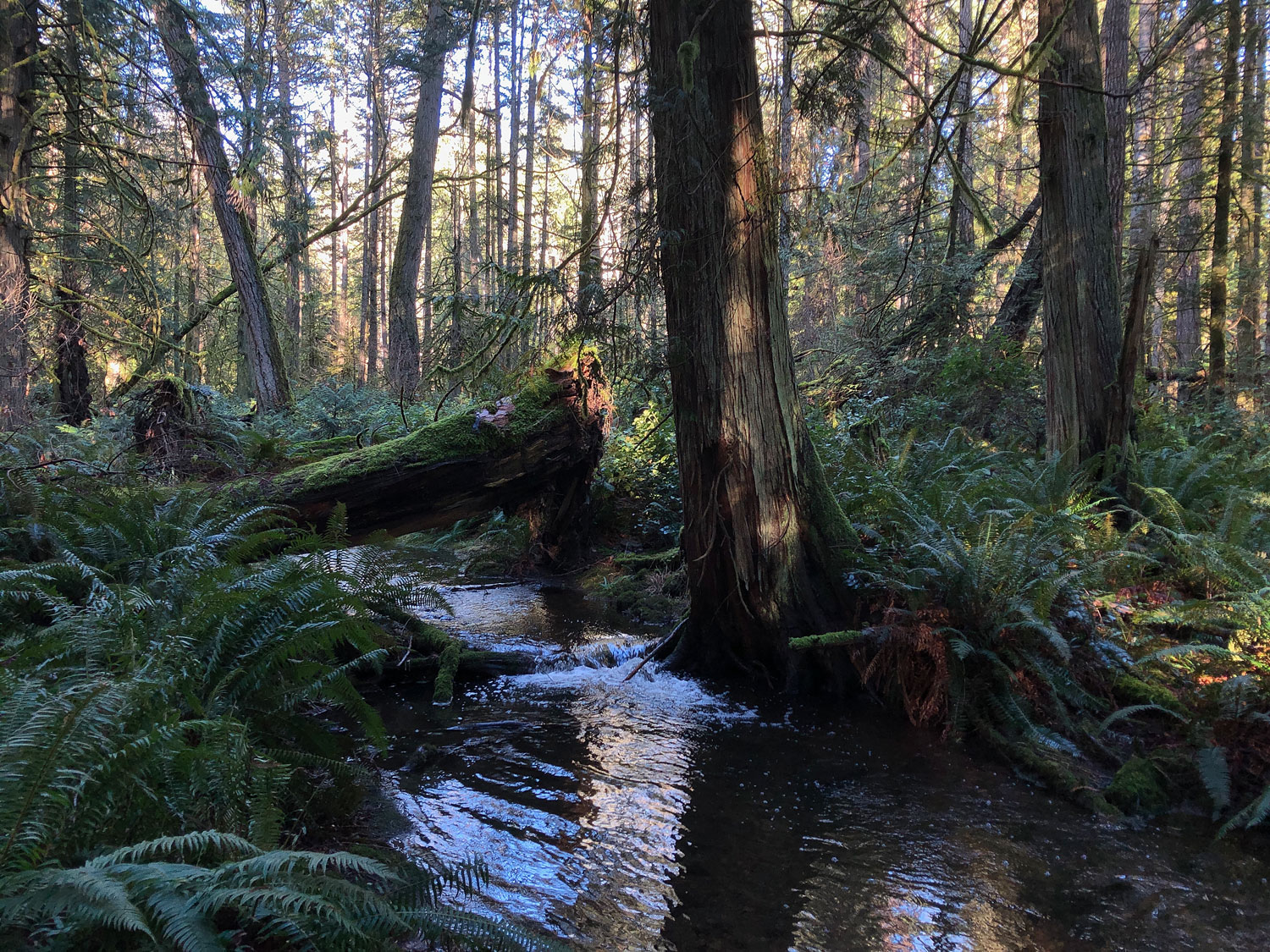 A fallen log across a creek, next to a big cedar