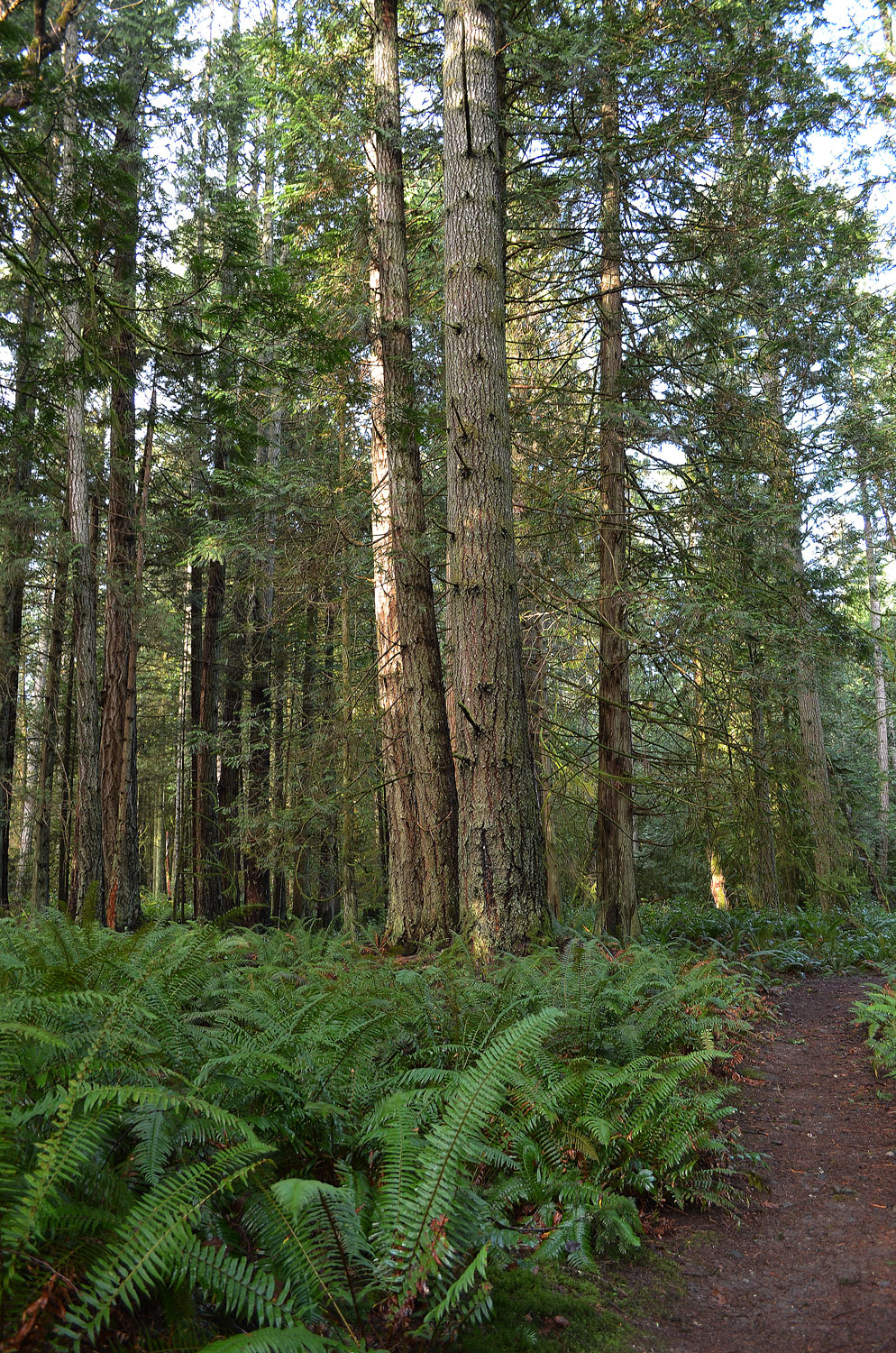 Trail through swordfern and forest