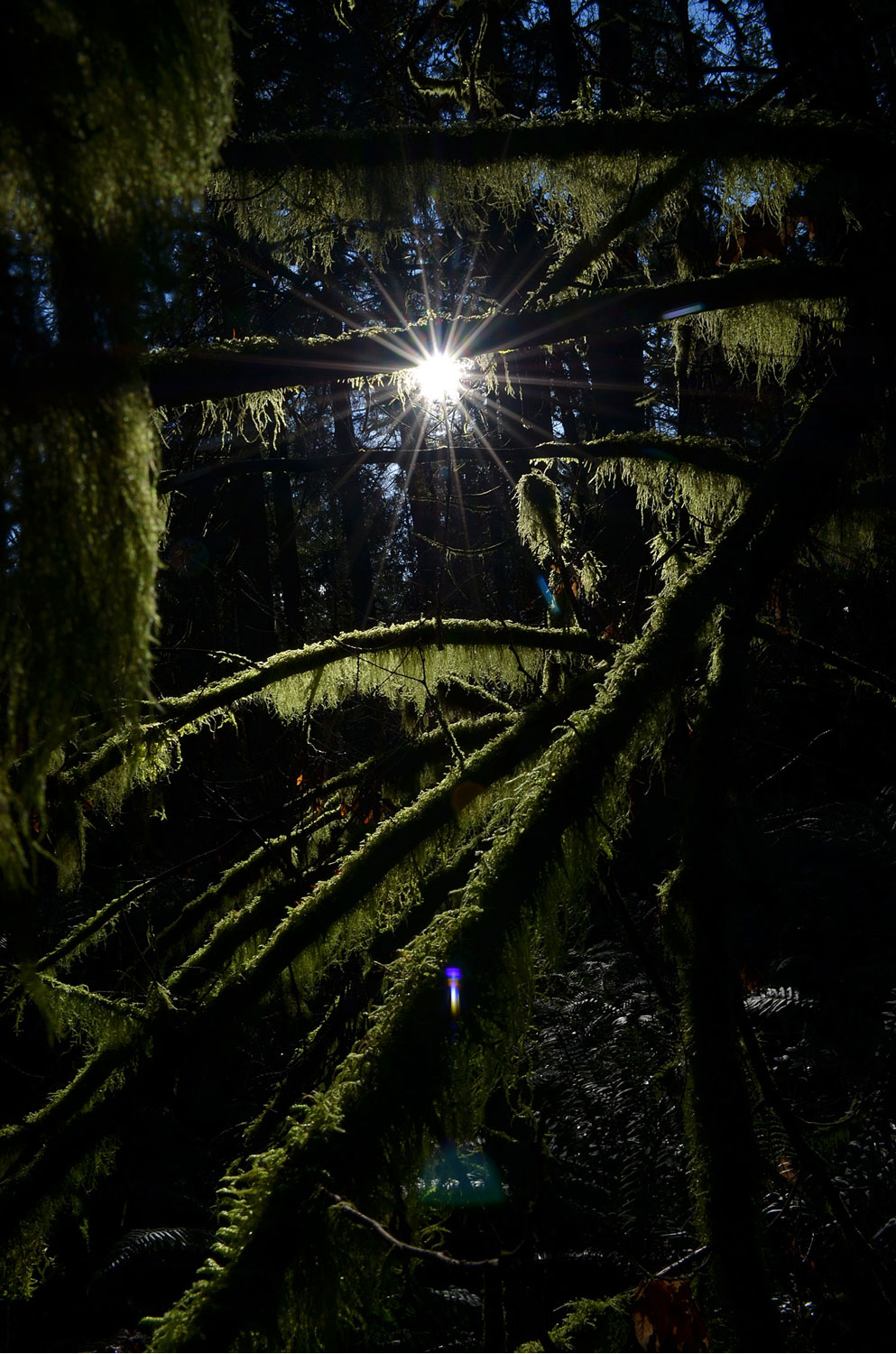 Sun shining through hanging lichen on branches