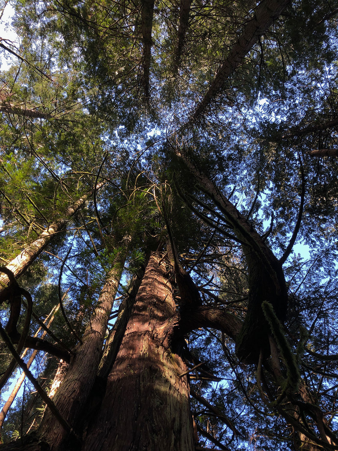 View of treetops including the elder cedar