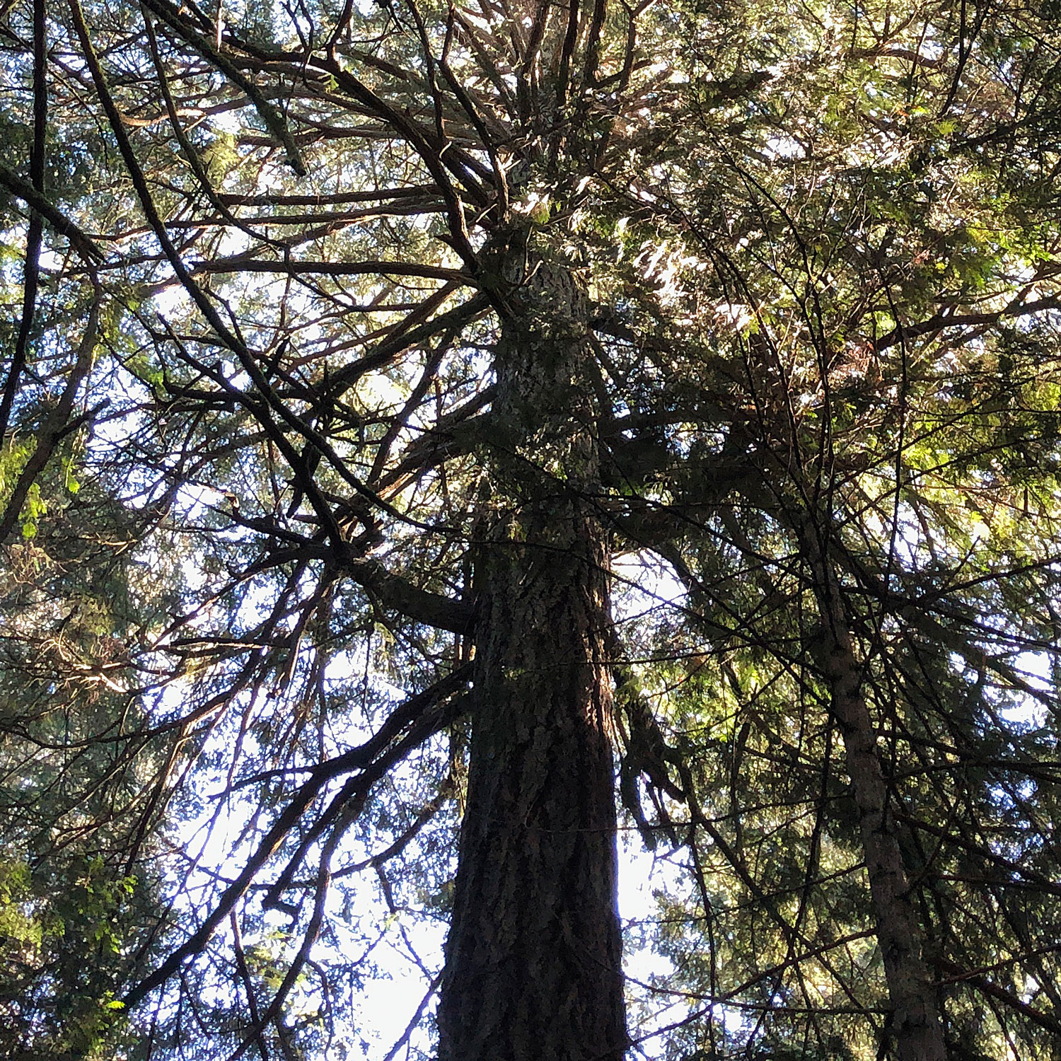 Looking up at the top of an old Douglas-fir tree.