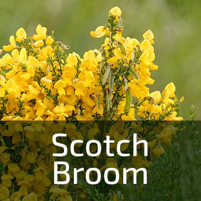 Link box text: scotch broom