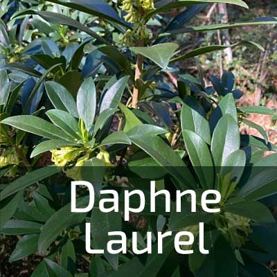 Link box text: daphne laurel