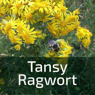 Link box text: tansy ragwort