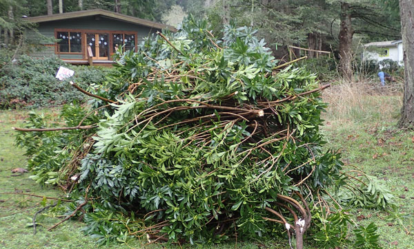 Big pile of cut daphne branches.