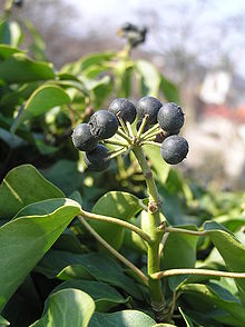 Closeup of ivy showing the dark blue berries.