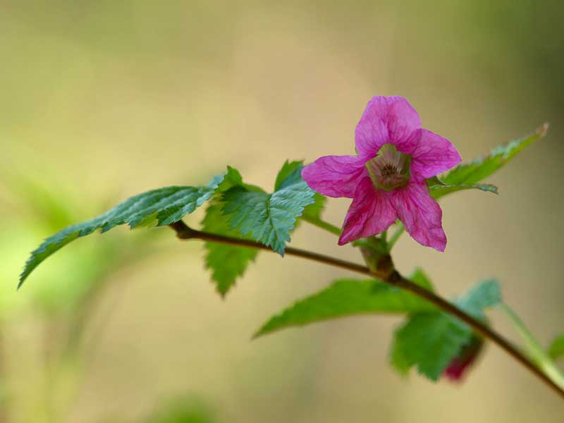 salmon berry bloom and leaves