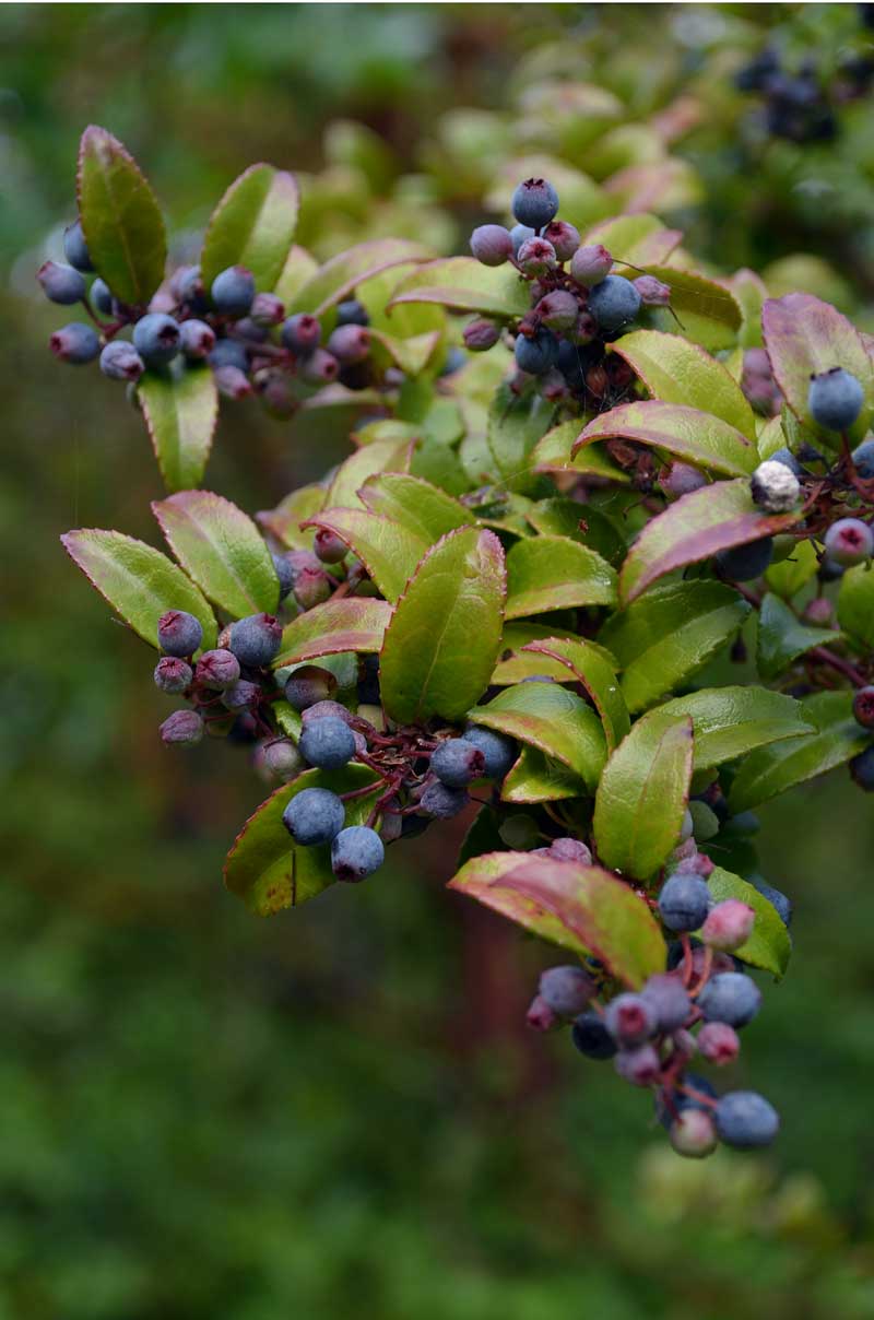 Closeup of a branch with dark blue berries