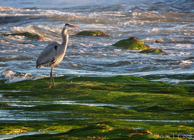 Great blue heron standing in eelgrass at edge of ocean