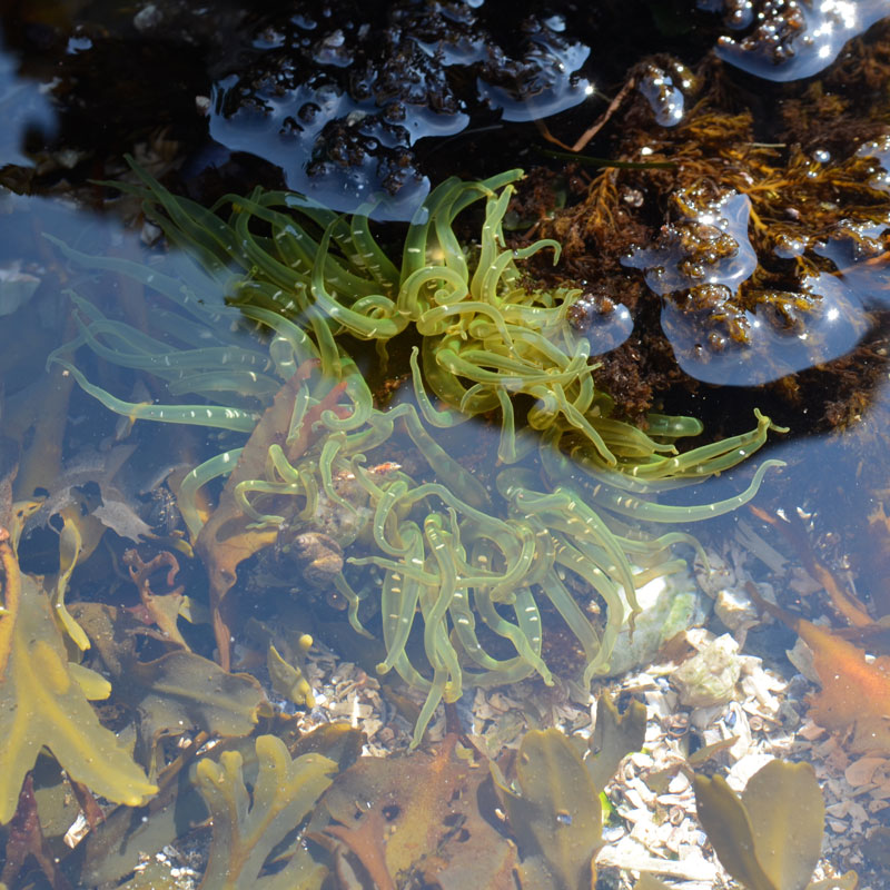 Sea anemone under water