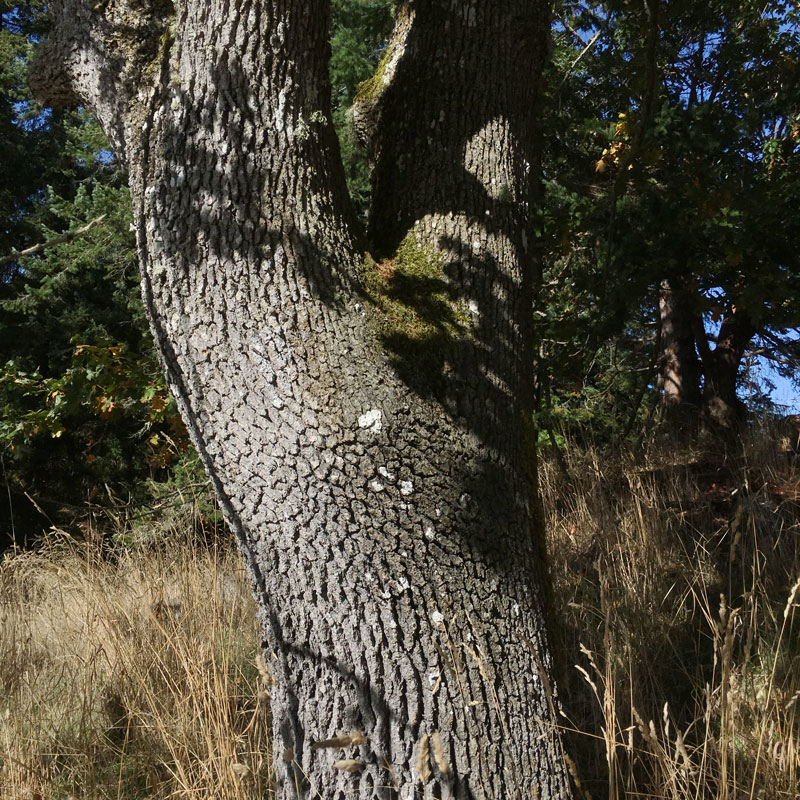 Closeup of bark on a Garry oak trunk. Behind the tree you can see grass and a variety of other trees.