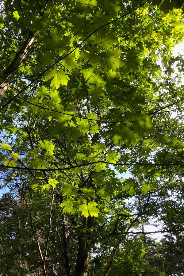 Looking up under green maple leaves