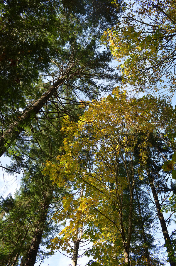 Looking up at the yellow leaves of bigleaf maples in autumn. Douglas-fir trees are behind them.