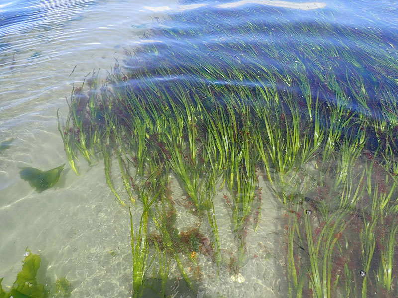 Bed of eelgrass in shallow water.