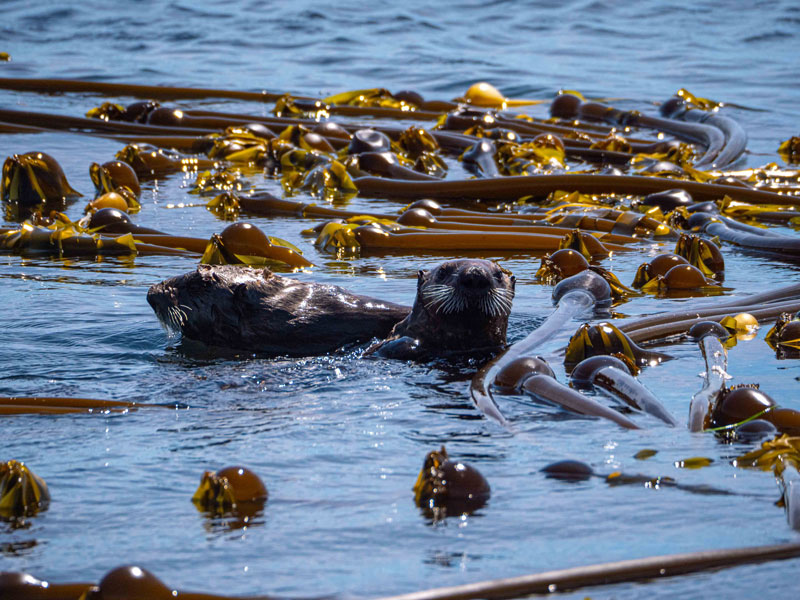 Two young otters in a kelp bed.