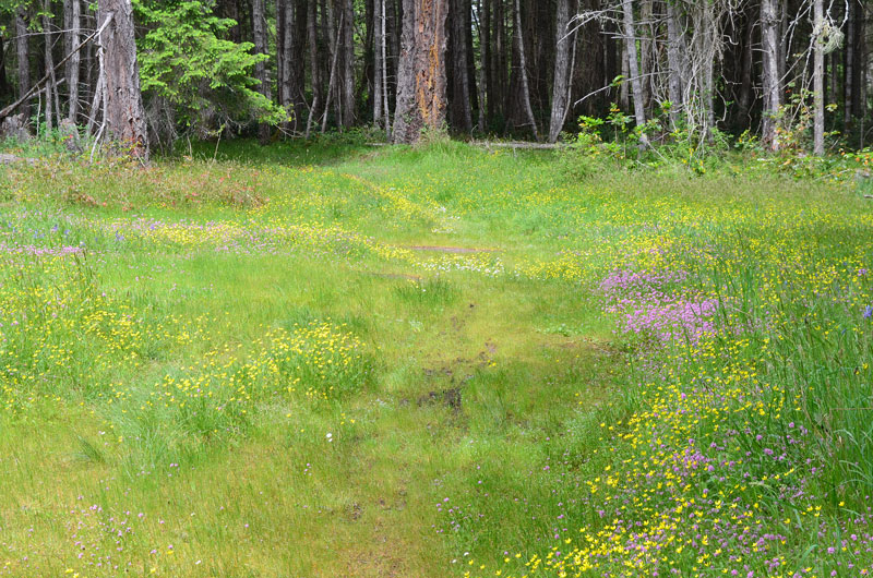 Spring meadow with wildflowers