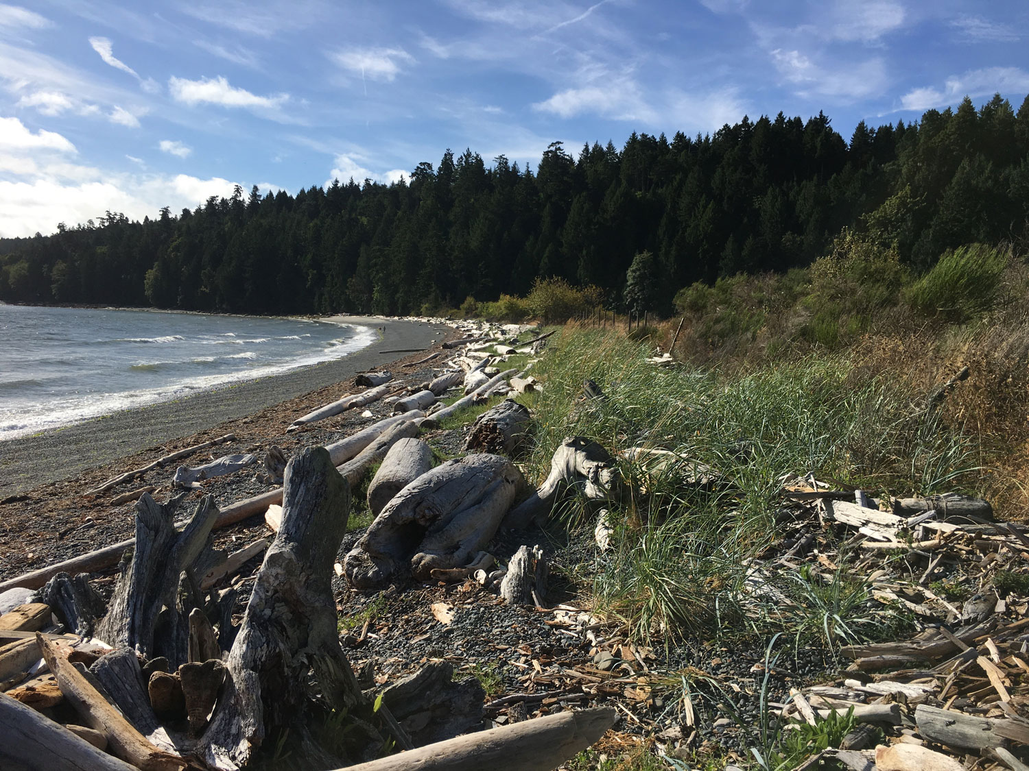 View looking along Sandwell Provincial Park beach with forest in the background. Beach is tiny pebbles, above which are beach logs and grasses.