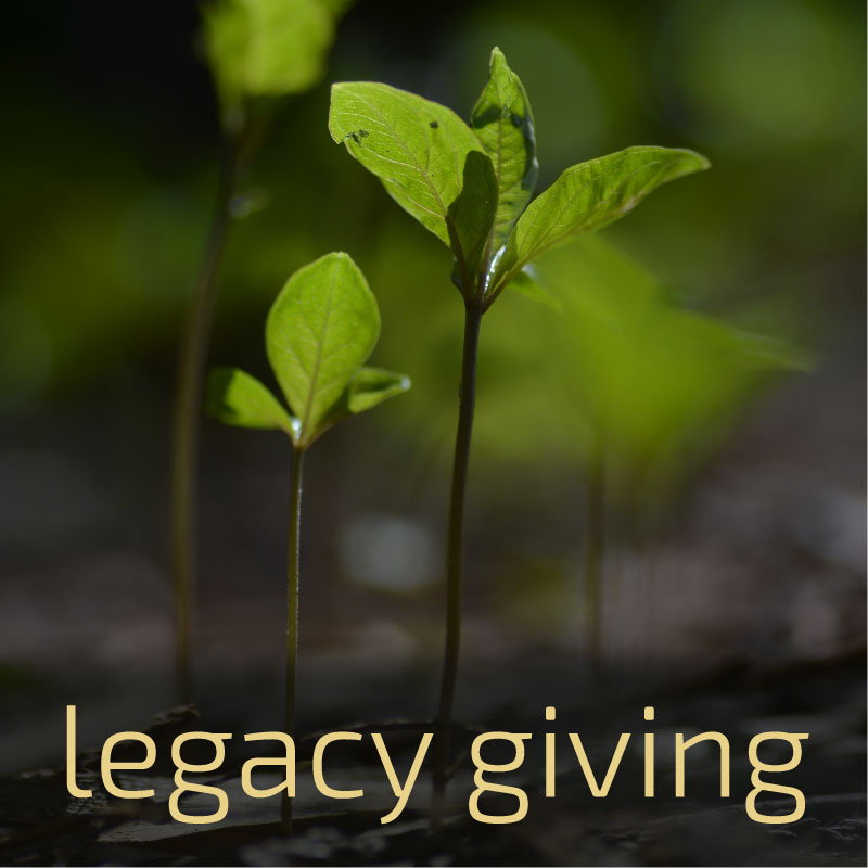 Link box text: legacy giving