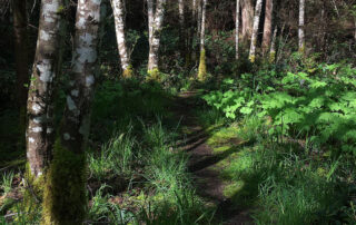 A narrow trail through alders and vanilla leaf.