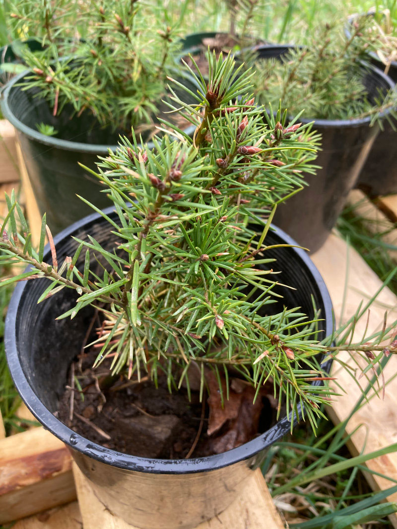 baby douglas-fir trees in pots