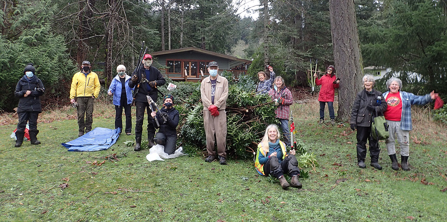 Large group of socially-distanced volunteers waving tools and cheering near large pile of cut daphne.