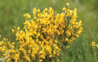 Blooming scotch broom plant