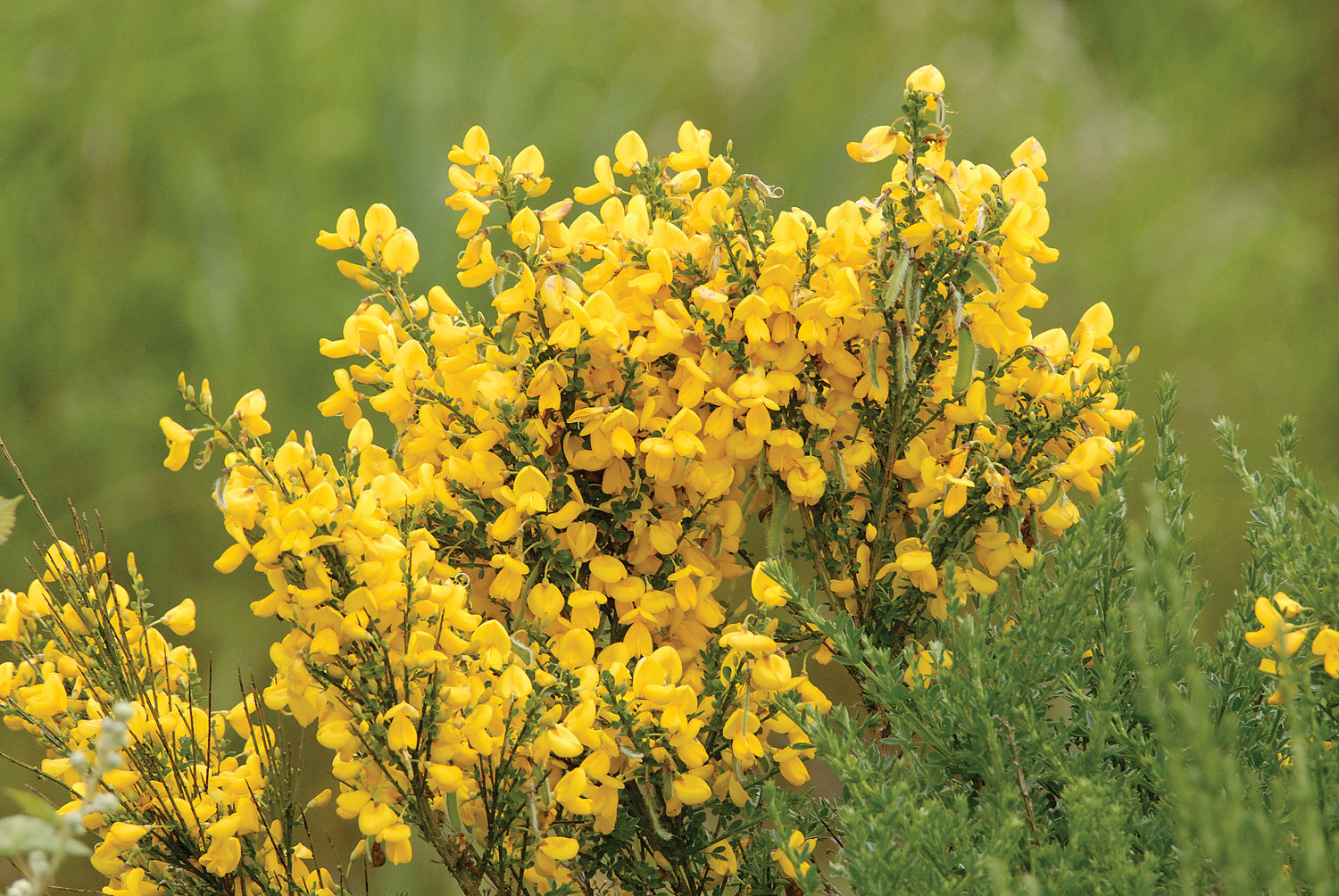Blooming scotch broom plant
