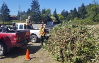 row of trucks backed up to enormous pile of invasive plants