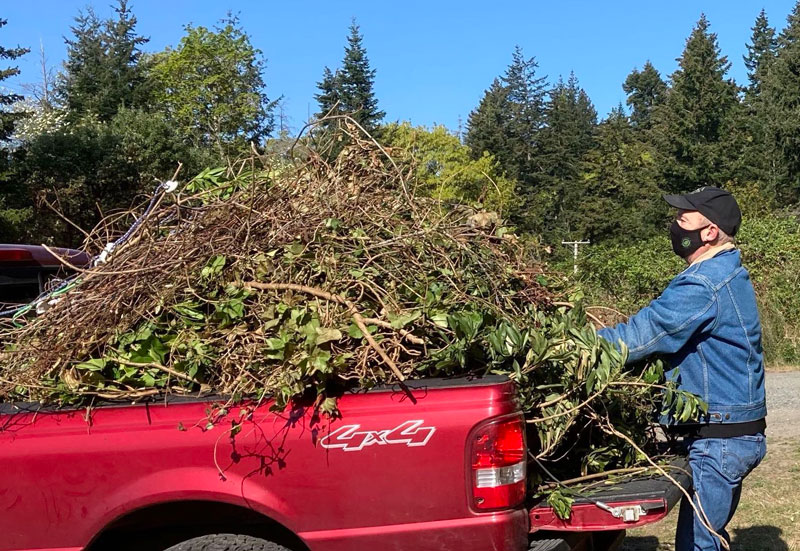Man with huge pile of invasive plants in back of red pickup