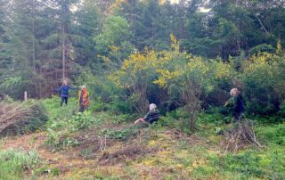 Several well-spaced-out people cutting broom