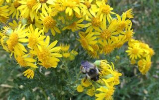 A closeup of tansy ragwort flowers
