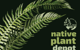 Graphic showing stylized swordfern and the words "native plant depot