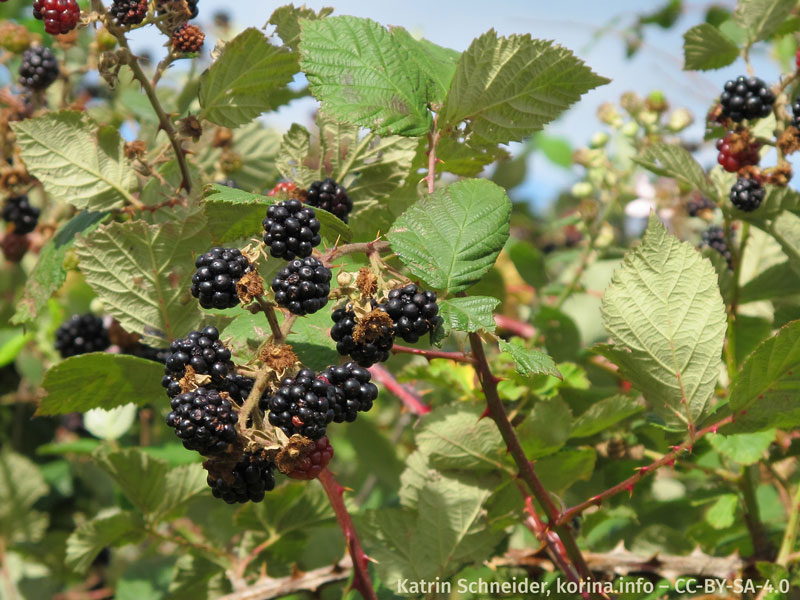 Photo of blackberries on vines