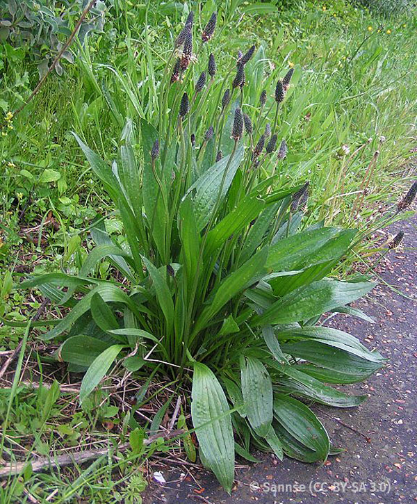 Photo of a leafy plant with rocket-shaped flower heads