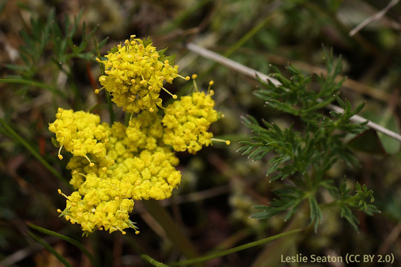 Closeup of closely packed tiny yellow flowers