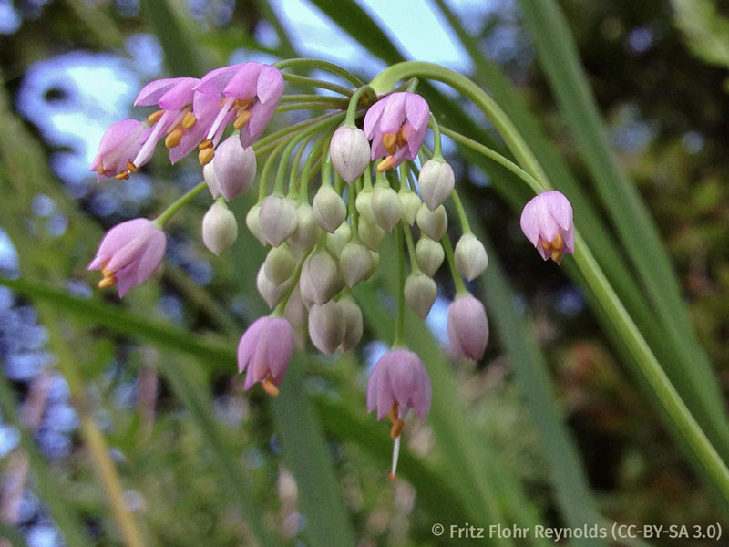 A cluster of small pink flowers hanging from the end of a stalk