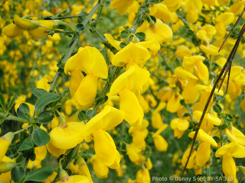 Closeup of yellow broom flowers